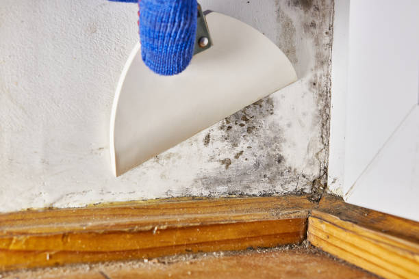 Best Mold Odor Removal Services  in Magnet Cove, AR